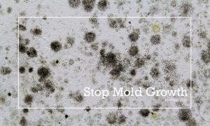 How Mold Growth Affects Home Air Quality