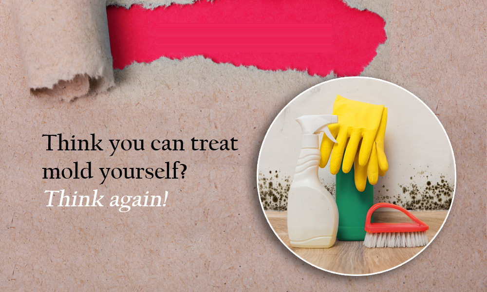 7 reasons you should never treat mold yourself