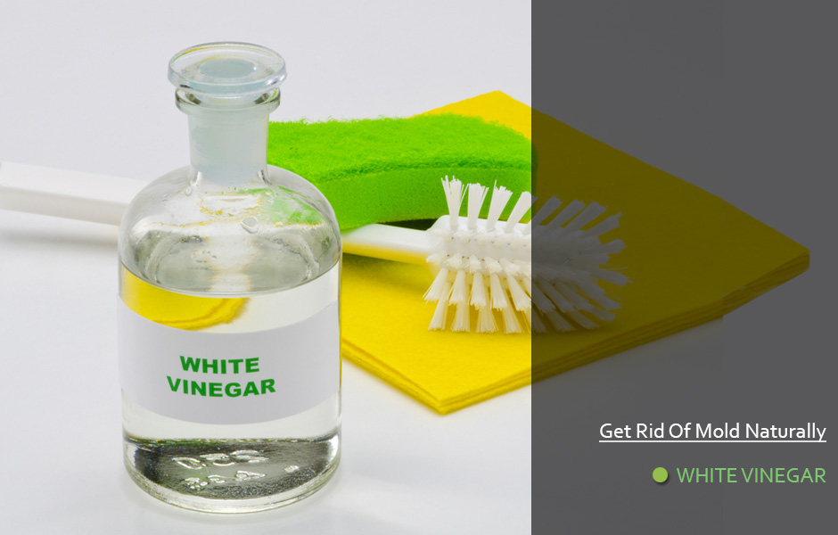 Remove Mold Using Vinegar