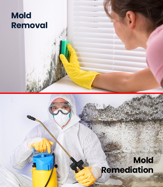 Mold Removal Vs. Remediation